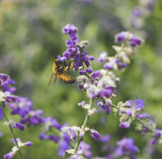 Bee collecting nectar from purple flowers in a garden