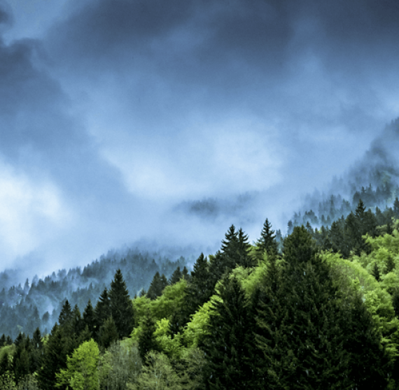 Fog rolling over a forested mountain slope with dense green pine trees.