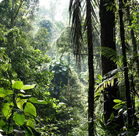 Green forest canopy highlighting natural resource conservation efforts.